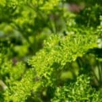 Easy tips for growing parsley outside from seed. One of my favorite beginning gardening tips!