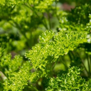 Easy tips for growing parsley outside from seed. One of my favorite beginning gardening tips!