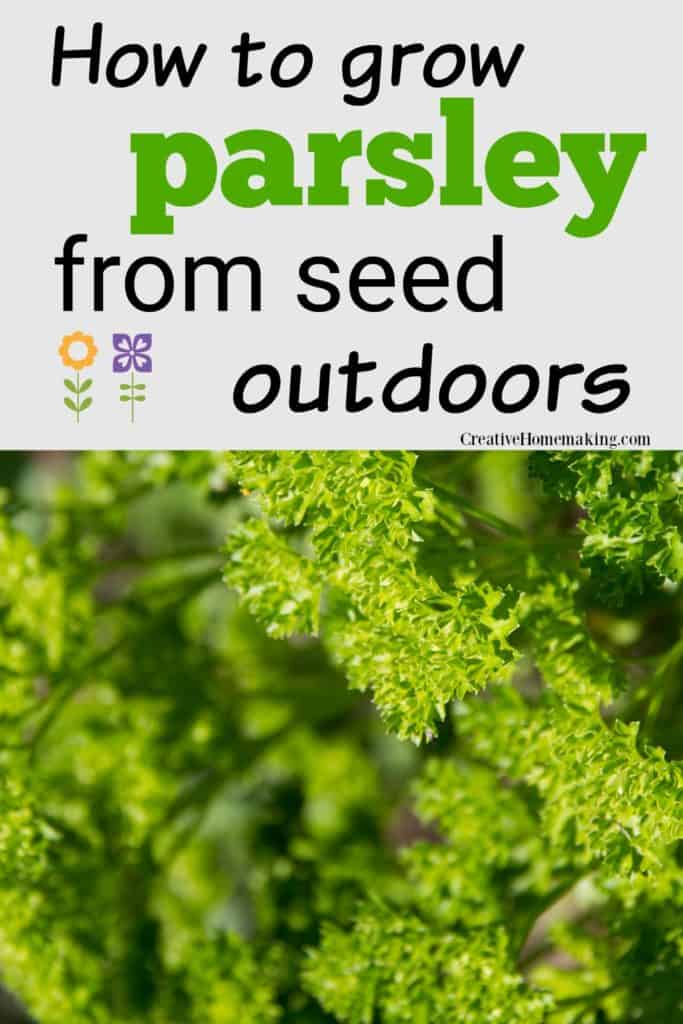 Easy tips for growing parsley outside from seed. One of my favorite beginning gardening tips!