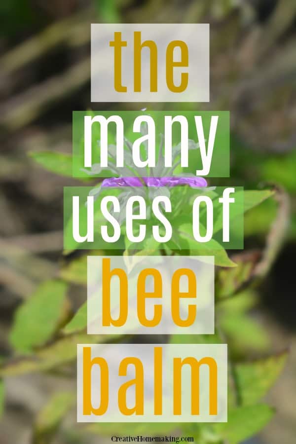 The many uses of bee balm, a favorite outdoor herb.