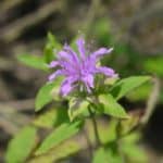 The many uses of bee balm, a favorite outdoor garden herb.