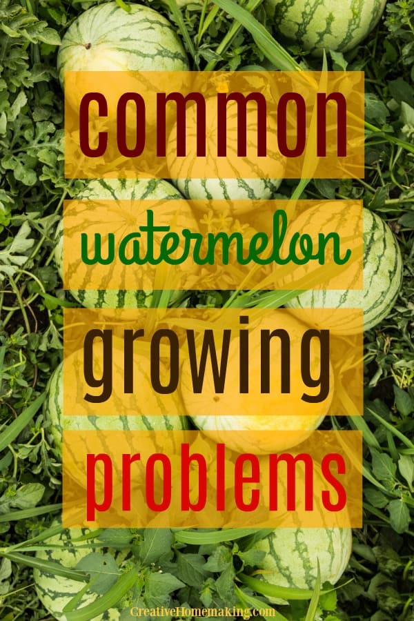 Tips for growing watermelons from seed. Where to plant watermelons, how to apply mulch, and common watermelon growing problems solved. 