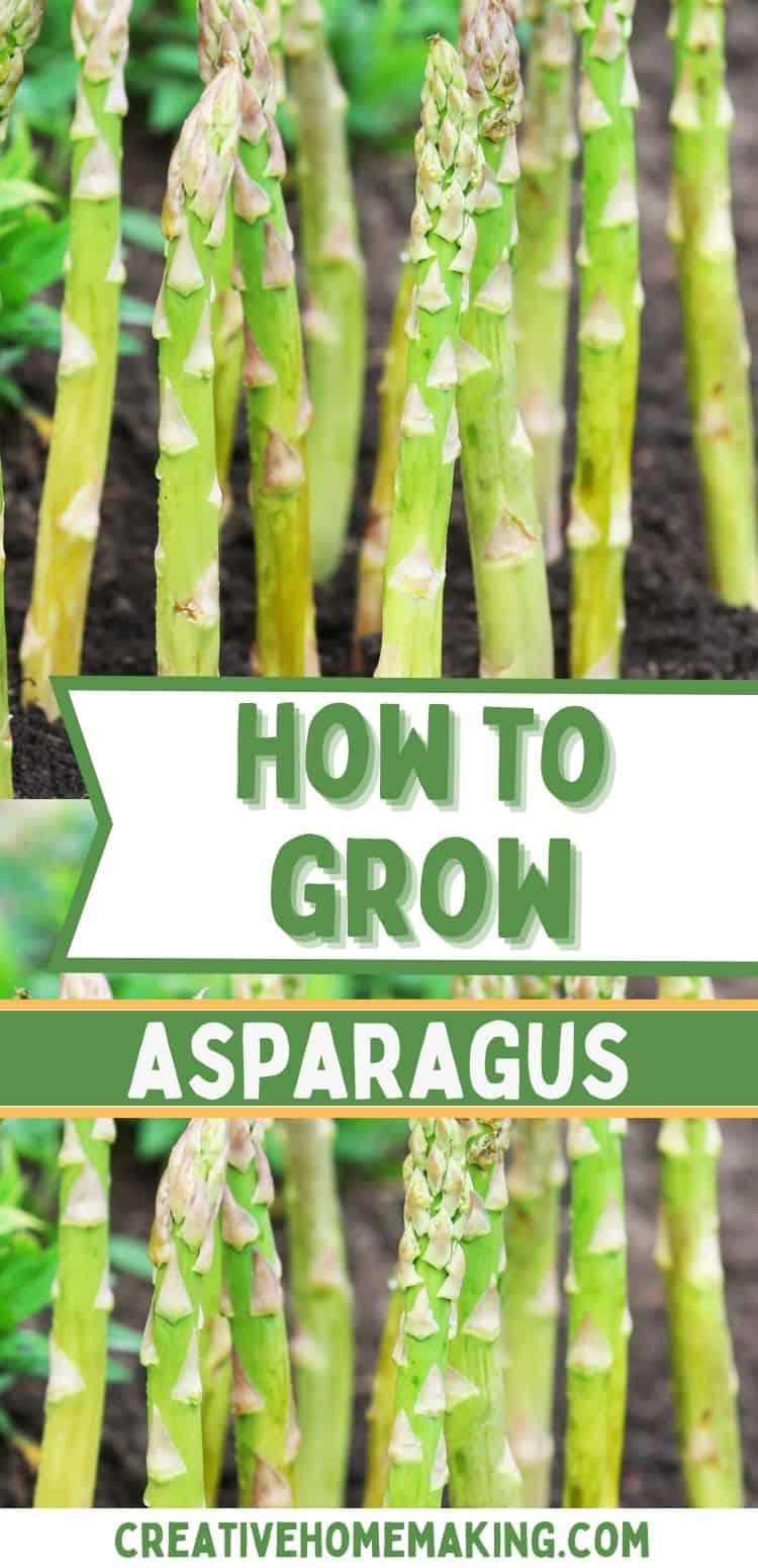 How to Grow Asparagus Creative Homemaking