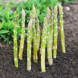 how to grow asparagus