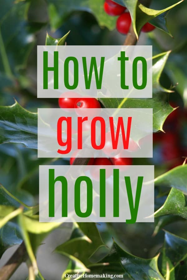 How to grow holly. Easy tips for growing holly in your garden. Great idea for outdoor holiday planters!