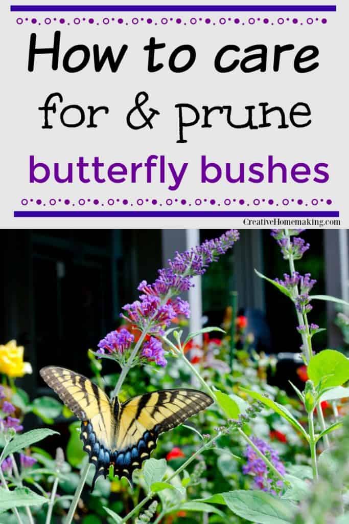 Easy tips for caring for and pruning butterfly bushes.