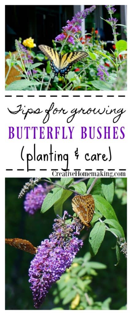 Tips for growing butterfly bushes in your garden. Butterfly Bush planting and care.