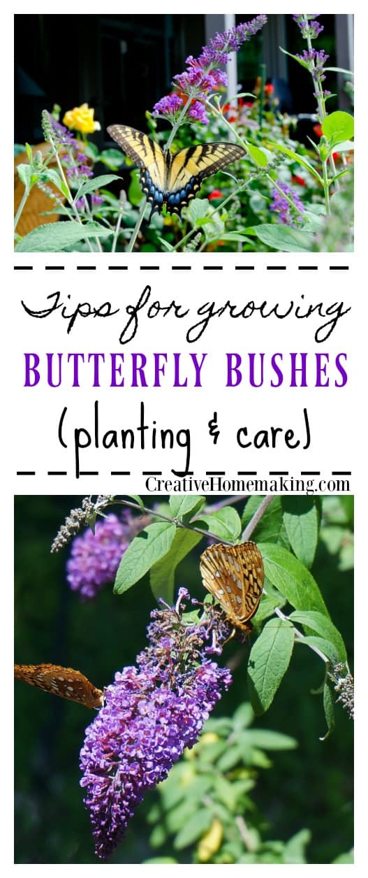Planting and Care for Buddleia (Butterfly Bush) Creative Homemaking