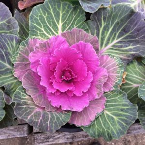Ornamental Cabbage - Plant in Midsummer for Fall Floral Arrangements