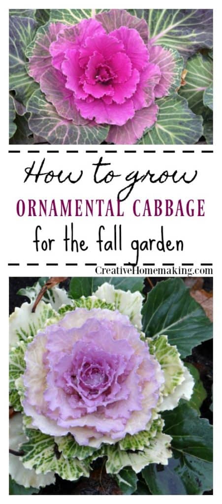 Growing ornamental cabbage in the fall garden