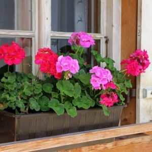 Complete guide to buying or building window flower boxes.