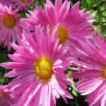Complete guide to growing Asters. Planting and care of asters, a perennial flower favorite.