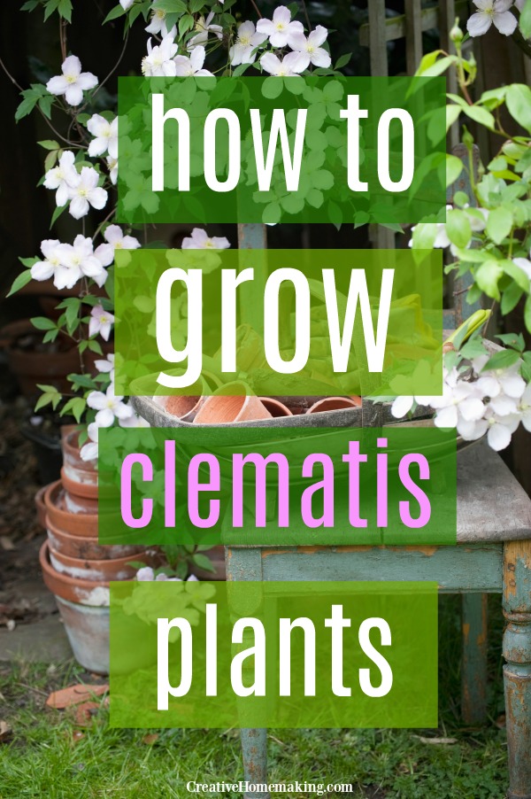 Clematis care and tips! How to grow clematis vines, where to plant them, how to prune clematis plants, and known pests.