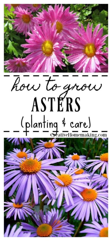 Complete guide to growing Asters. Planting and care of asters, a perennial flower favorite.