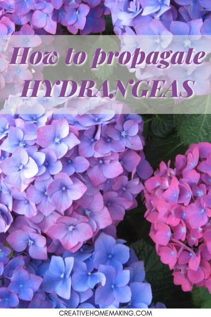 How to propagate hydrangeas. Growing hydrangeas made easy.