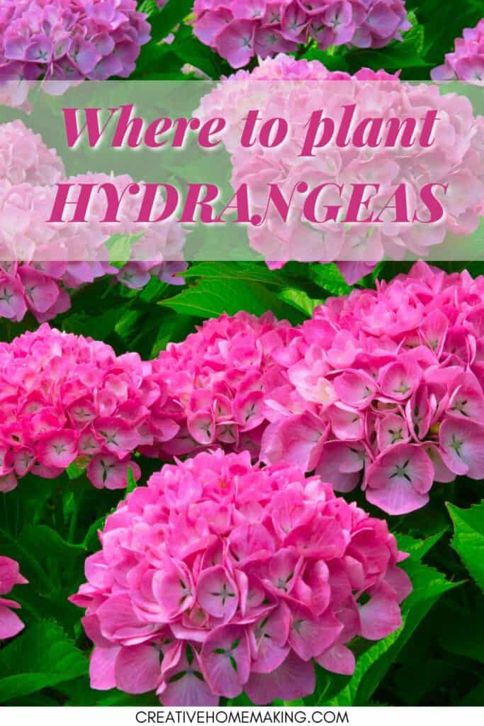 Where to plant hydrangeas. Growing hydrangeas made easy.
