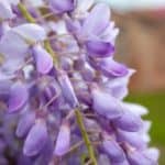 How to plant wisteria vines.