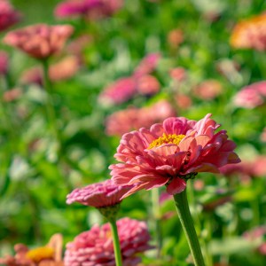 How to grow zinnias. Easy tips for growing zinnias from seed outdoors.