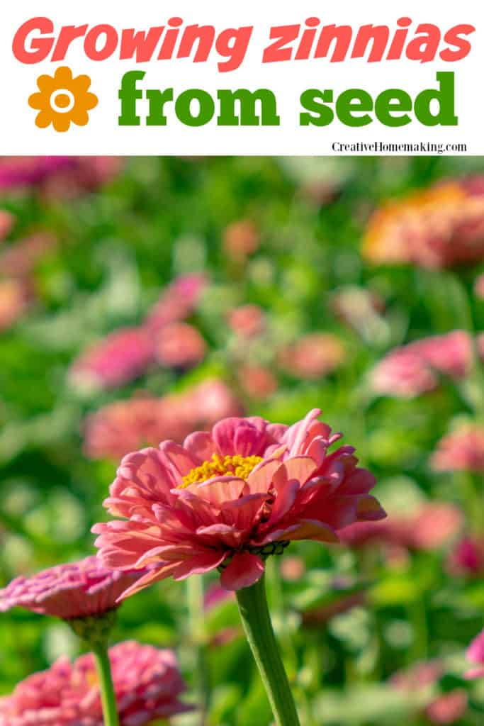 Discover the joy of growing your own zinnias from seed with our easy step-by-step guide! From selecting the perfect spot in your garden to nurturing the delicate seedlings, you'll learn everything you need to know to cultivate beautiful zinnias that will brighten up your outdoor space.