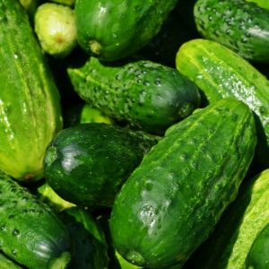How to grow cucumbers in your garden.