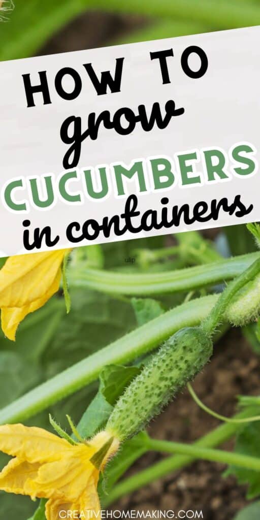 Discover the secrets to successfully growing cucumbers in containers with our expert tips and tricks. Whether you're a beginner or a seasoned gardener, this guide will help you achieve a thriving cucumber harvest in your own container garden.