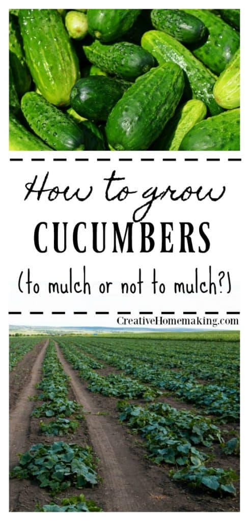 How to grow cucumbers