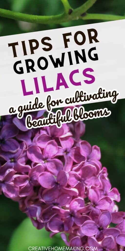 Are you dreaming of a garden filled with the sweet scent of lilacs? Follow these simple steps to grow your own lilac bushes and enjoy their beautiful blooms year after year. From planting to pruning, we've got you covered. Pin now and start growing your own lilacs!