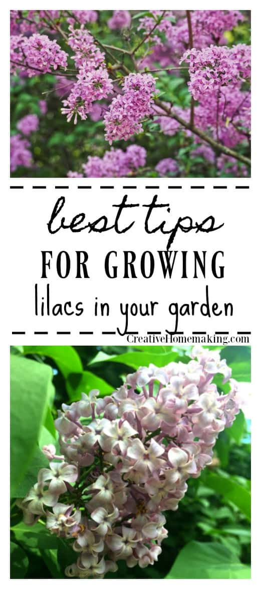 Tips for Growing Lilacs A Guide to Cultivating Beautiful Blooms