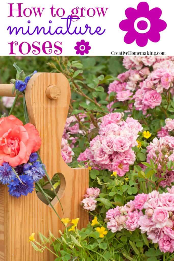 How to care for miniature roses outdoors in your garden.