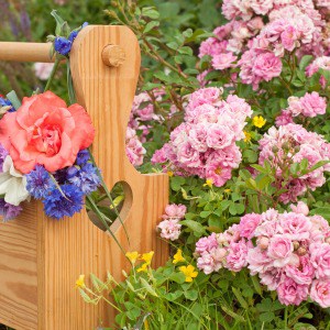 How to care for miniature roses outdoors in your garden.