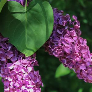 Transform your garden into a fragrant paradise with these expert tips on growing lilacs. Learn how to choose the perfect spot, prepare the soil, and care for your lilac bushes to ensure a stunning display of blooms every year. Pin now and start growing your own lilacs!