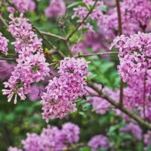 Best tips for planting and growing lilacs in your flower garden.
