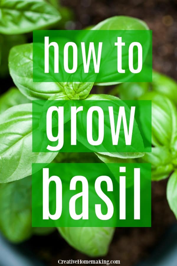 How to grow basil indoors, outdoors, in a pot, or from seed. One of my favorite herbs to grow in pots indoors to have fresh basil year round.