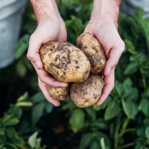 Thinking about growing potatoes this year? Here are some of my favorite tips for preserving and storing potatoes for the winter.
