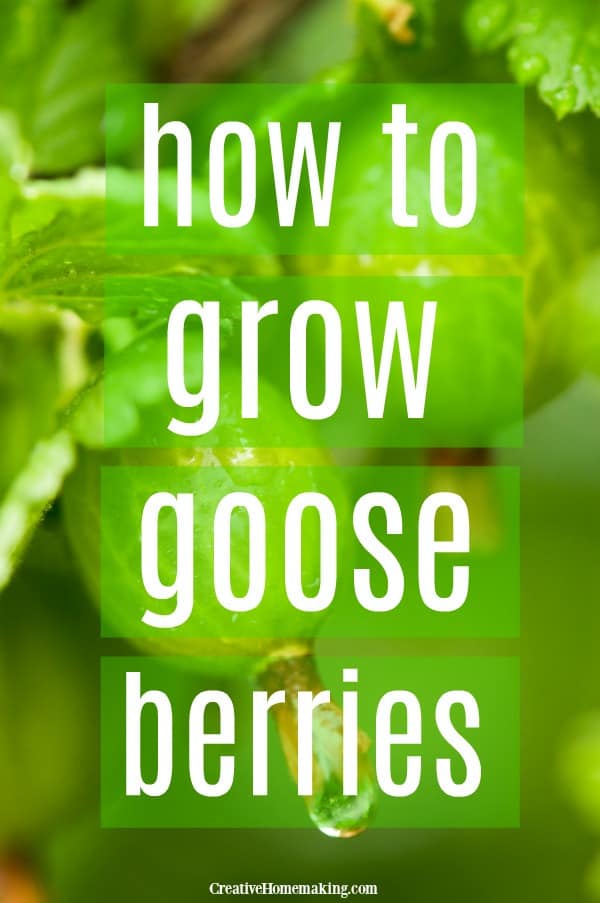Easy tips for propagating and growing gooseberries, one of my favorite garden plants!