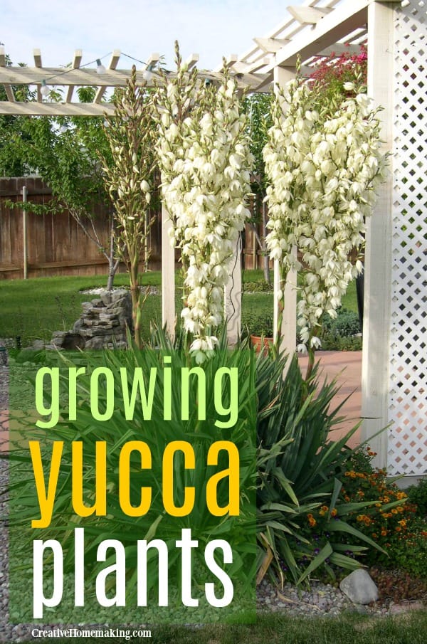 Growing Yucca Plants Creative Homemaking