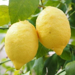 Lemon and Lemon Peel as a Safe Alternative to Pesticides