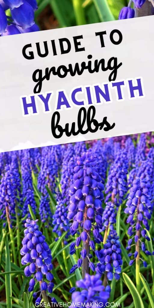 Transform your outdoor space with the beauty of hyacinth bulbs. Uncover the essential steps for growing these exquisite flowers and enjoy a burst of springtime charm.