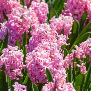Elevate your garden with stunning hyacinth blooms! Explore expert tips for planting and nurturing hyacinth bulbs to create a colorful and fragrant display.