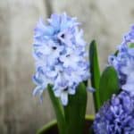 How To Grow Hyacinths - Creative Homemaking