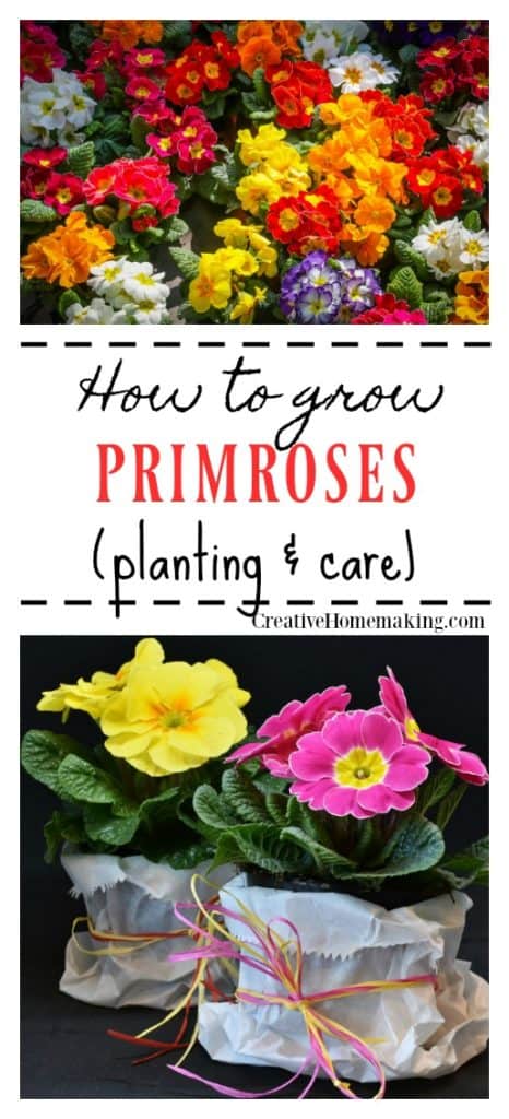 How to grow primroses. Learn how to grow this favorite spring flower. Easy instructions for planting and care.