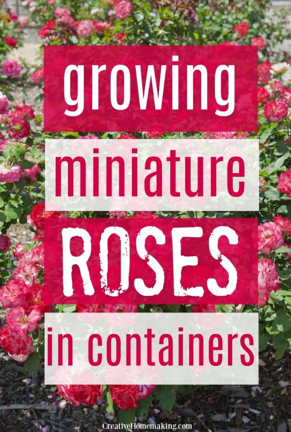 Growing Miniature Roses in Containers - Creative Homemaking