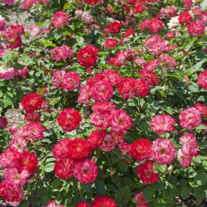red miniature roses