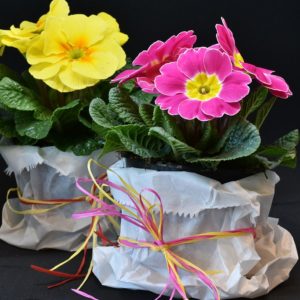 How to grow primroses. Primroses are one of the first flowers that can be planted in the spring. Find out how to select them, care for them, and plant them.