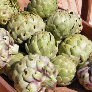 Easy tips for growing artichokes. Artichoke planting and care.