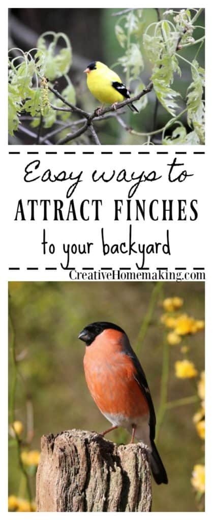 Easy tips for attracting finches to your backyard.