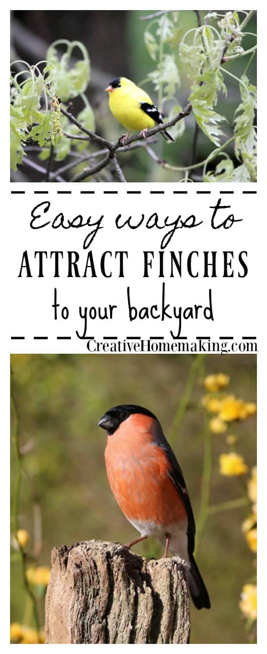 How to Attract Finches Creative Homemaking