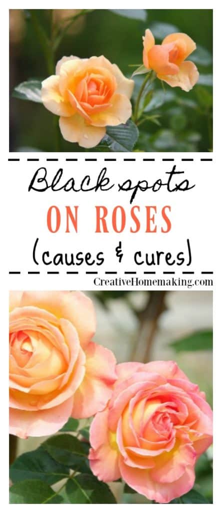 Black spots on roses. Causes and cures of black spots on roses in your flower garden.