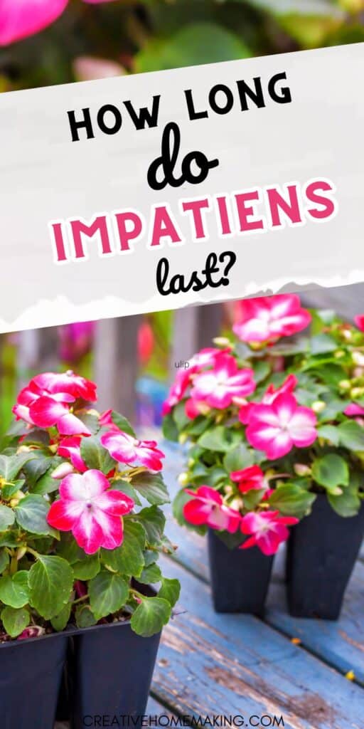 How long do impatiens last? Uncover the lifespan of impatiens flowers and learn expert tips for extending their beauty in your garden. Discover how long impatiens last and make the most of these colorful blooms in your outdoor space.