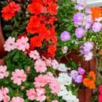 Multi color impatiens flowers